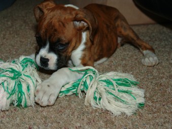 DavidWCooley Photography 024